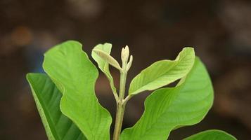 feuilles vertes de jeune goyave dans le jardin. les feuilles de goyave sont l'un des ingrédients traditionnels à base de plantes très populaires, en particulier pour traiter la diarrhée et les flatulences photo