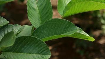 feuilles vertes de jeune goyave dans le jardin. les feuilles de goyave sont l'un des ingrédients traditionnels à base de plantes très populaires, en particulier pour traiter la diarrhée et les flatulences photo