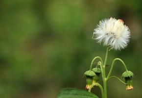 sintrong ou crassocephalum crepidioides est un type de plante appartenant à la tribu des astéracées. fond naturel. connu sous le nom d'ebolo, de tête épaisse, de ragleaf à fleurs rouges ou d'épilobe. fleur blanche en gros plan. photo