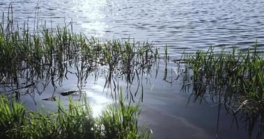 l'herbe dans le lac se déplace du vent et des vagues sur l'eau photo