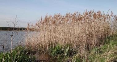 l'éblouissement du soleil sur les lacs avec des vagues et de l'herbe ondulante photo