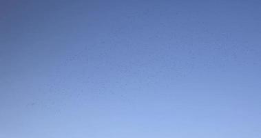 une grande volée d'oiseaux volant dans le ciel bleu photo