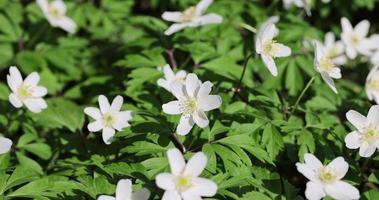 belles fleurs de printemps par temps venteux dans la forêt photo