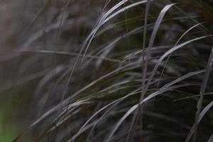 belle herbe dans le jardin, herbe avec portrait et floue photo