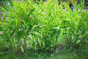 plante de galanga sur les feuilles de galanga nature, plantation d'arbres de galanga avec des feuilles vertes l'été dans le potager pour la nourriture ou l'herbe photo