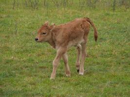 vaches en westphalie photo