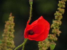 coquelicots en westphalie photo