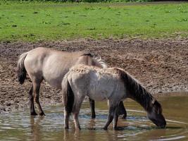 chevaux sauvages en westphalie photo