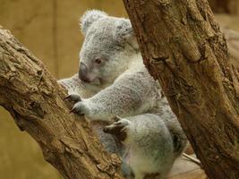 animaux du zoo photo