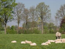 Vaches blanches sur un pré en Allemagne photo