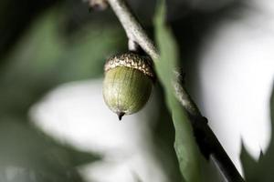 glands sur l'arbre photo