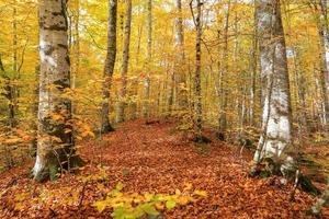 forêt dans le parc national de yedigoller, turquie photo