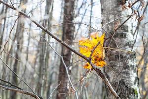 feuille jaune tombée emmêlée dans des branches d'arbres photo