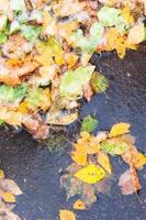 de nombreuses feuilles tombées liées à la glace dans une flaque d'eau gelée photo