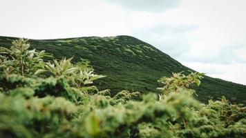 montagnes vertes des carpates au milieu de la forêt sur fond de ciel dramatique photo