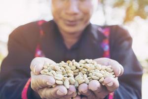 homme de la tribu des collines montrant des grains de café secs transformés dans la région des hautes terres de chiang mai au nord de la thaïlande - population rurale et concept de petite agriculture. photo