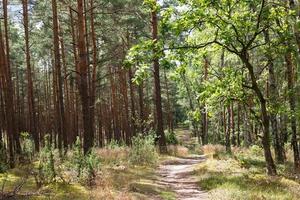 chemin forestier. sentier à travers la forêt parmi les grands arbres verts par temps ensoleillé. parc national de kampinoski en pologne. mise au point sélective photo