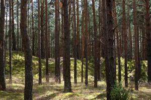 forêt de grands arbres par une journée ensoleillée. parc national kampinoski en pologne photo
