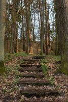 des marches de pierre dans la forêt mènent photo