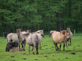 chevaux sauvages en westphalie photo