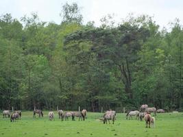 chevaux sauvages en westphalie photo