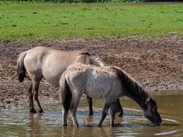 chevaux sauvages en westphalie photo