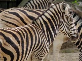 animaux du zoo photo