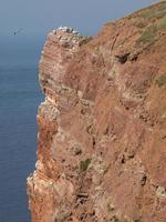 oiseaux sur l'île de helgoland photo