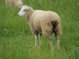 moutons sur un pré en allemagne photo