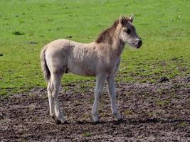 chevaux sauvages en westphalie photo