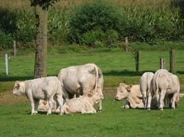 vaches en westphalie allemande photo
