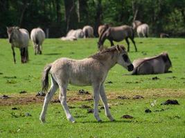 chevaux sauvages en westphalie photo