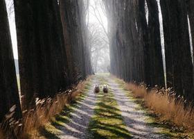 Deux moutons au milieu d'un chemin regardant fixement aux Pays-Bas photo