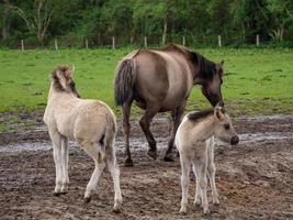 chevaux sauvages en westphalie photo