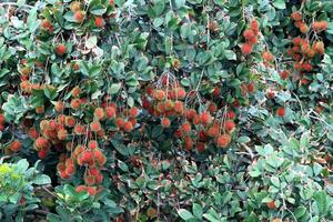fruits tropicaux, ramboutan sur arbre photo