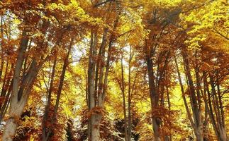 belle vue panoramique sur un paysage d'automne doré trouvé en europe photo