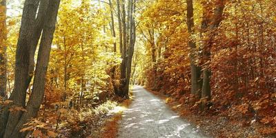 belle vue panoramique sur un paysage d'automne doré trouvé en europe photo