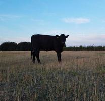 beaux taureaux et vaches britanniques noirs dans les fermes de la campagne anglaise, images de drone au coucher du soleil photo