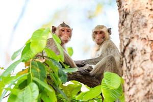 singes (macaque crabier) sur l'arbre en Thaïlande