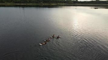 image aérienne et en grand angle de jolis oiseaux d'eau nagent dans le lac stewartby d'angleterre royaume-uni par beau petit matin au lever du soleil photo