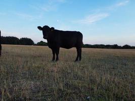 beaux taureaux et vaches britanniques noirs dans les fermes de la campagne anglaise, images de drone au coucher du soleil photo