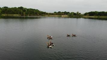 image aérienne et en grand angle de jolis oiseaux d'eau nagent dans le lac stewartby d'angleterre royaume-uni par beau petit matin au lever du soleil photo