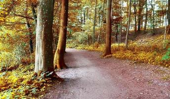 belle vue panoramique sur un paysage d'automne doré trouvé en europe photo