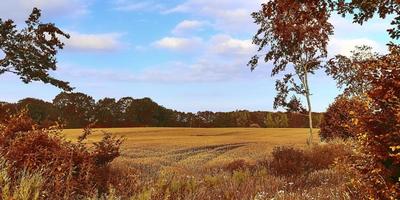 belle vue panoramique sur un paysage d'automne doré trouvé en europe photo