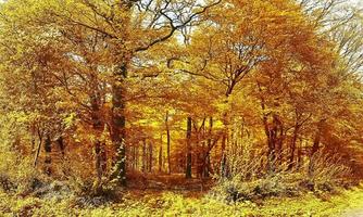 belle vue panoramique sur un paysage d'automne doré trouvé en europe photo