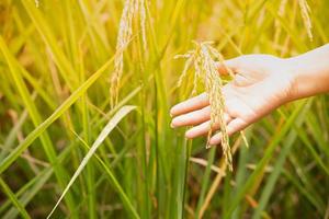 concept agricole, main de jeune femme fermée tenant du riz dans la rizière avec un lever de soleil chaud. photo