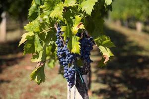 vue sur le vignoble photo