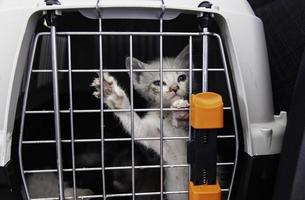 chats abandonnés dans une cage photo