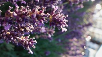 Lavande, gros plan de fleur d'herbe pourpre photo