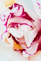 fleur de pivoine blanche en gros plan. délicats pétales de fleurs fragiles. photo